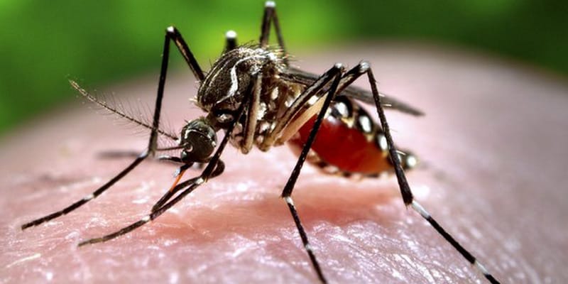 Ilustrasi nyamuk demam berdarah. (Foto: Unair)